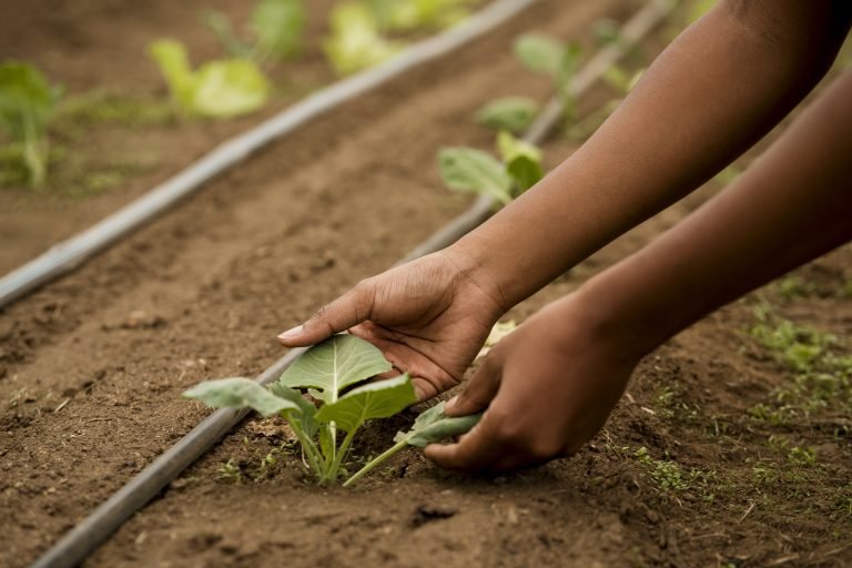 side-view-hands-holding-plant