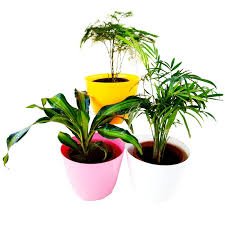 Air Purifier Plants