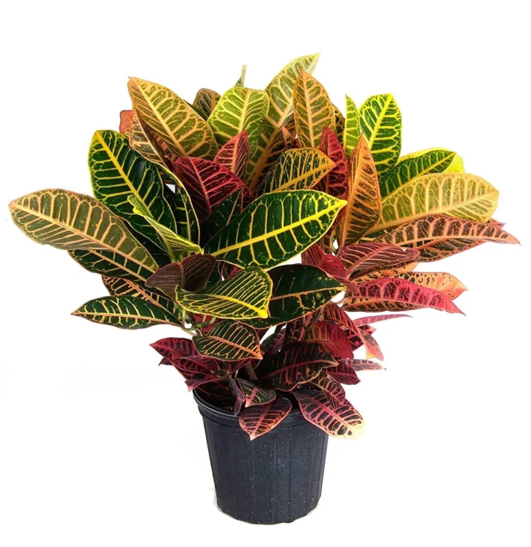 Chironji Croton Plant