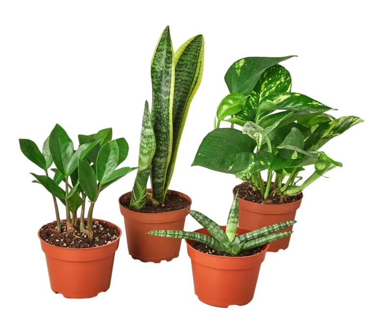 easy-care-houseplants