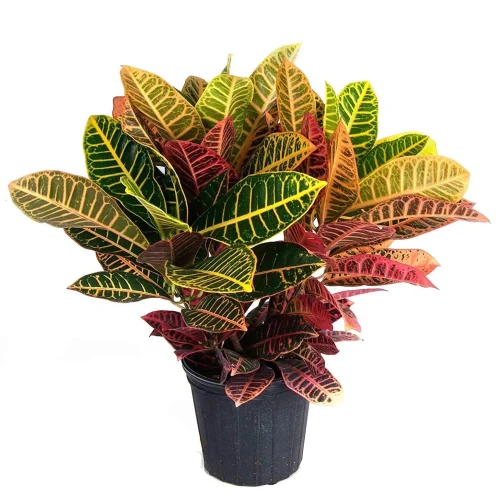 Chironji Croton Plant